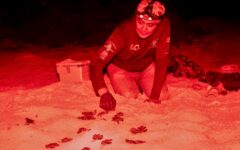 Se registran primeros nacimientos de tortugas marinas en Punta Sur
