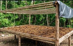 Descubren 3 tipos de sargazo en Mahahual