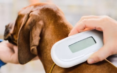 Ampliarán programa de microchips gratuitos para mascotas