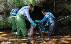 Realizan jornada de limpieza de cenotes urbanos en Cancún