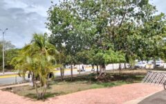 Clausuran 28 desarrollos en Playa del Carmen por incumplir normas ambientales