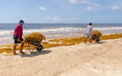 Tulum refuerza acciones contra recale de sargazo