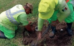 Fortalecen la imagen verde