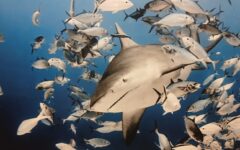 Buscan reconocimiento internacional para el buceo con tiburón toro en Playa del Carmen