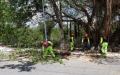 Rehabilitan calles y realizan poda de árboles en la supermanzana 77