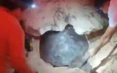 Rescatan a tortuga verde atrapada entre las rocas en San Martín