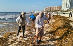 Refuerzan operativo contra el sargazo en Playa Delfines