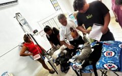 Esterilizan a 145 perros y gatos para proteger la fauna en el Santuario del Manatí