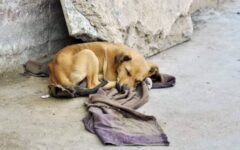 Se disparan denuncias por maltrato animal en Playa del Carmen
