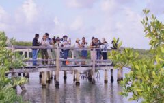 Invitan a descubrir la diversidad de aves playeras en Punta Sur