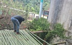 Bambú gana terreno como opción productiva en Quintana Roo