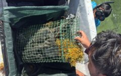 Monitorean conectividad de peces en la Bahía de Chetumal