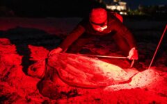 Récord de tortugas marinas en el Caribe Mexicano: Eco-Bahía registra 2,637 nidos en Playa Aventuras DIF