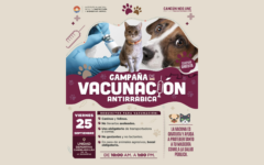 Invitan a vacunación antirrábica gratuita para perros y gatos en Cancún