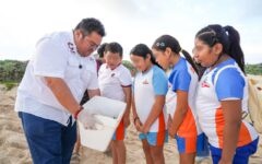 Liberan en Cozumel miles de crías de tortuga marina para proteger la especie
