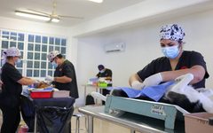 Realizan 150 esterilizaciones gratuitas a mascotas en Cancún