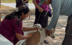 Refuerza IMSS Quintana Roo prevención y vacunación contra la rabia