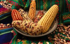 El maíz, símbolo sagrado de la cultura maya