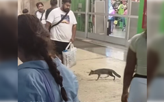 Salud busca a personas que tuvieron contacto con una zorra gris en Cancún