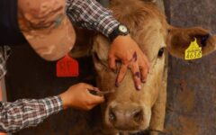 Advierten riesgo sanitario por gusano barrenador en fauna callejera