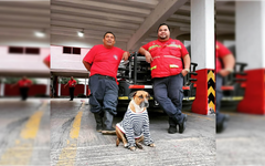 Solovino, el perro que encontró su familia entre los bomberos de Cancún
