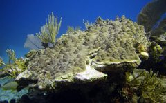 Registra Conanp el desove de corales