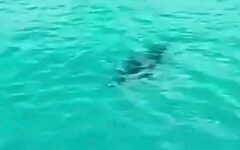 Captan cocodrilo en el mar y alertan a turistas en El Cielo, Cozumel VIDEO