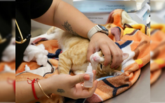 Supera Benito Juárez las 500 esterilizaciones de perros y gatos en 2026
