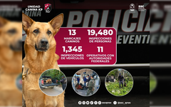 Realiza Unidad Canina K9 casi 20 mil inspecciones en una semana en Quintana Roo