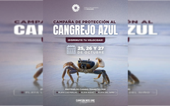 Cancún activa campaña para proteger el paso del cangrejo azul