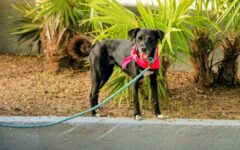 Abren padrón único de mascotas en Playa del Carmen