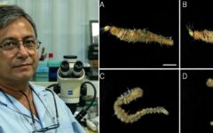 Honran científicos japoneses a investigador de Ecosur con nueva especie marina