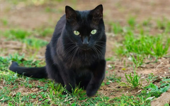Alertan por riesgo de maltrato animal