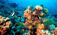 Suman voces ciudadanas para proteger el arrecife de Puerto Morelos