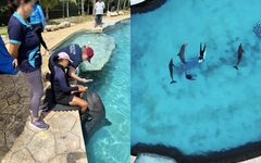 Profepa mantiene bajo vigilancia a nueve delfines asegurados en Dolphin Connection Cancún