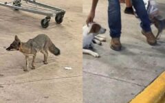 Confirman rabia en zorra gris hallada en estacionamiento de Bodega Aurrera en Cancún